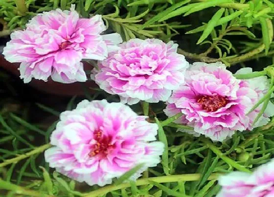 植物常识问题|如何给太阳花做个辫子好看又好养