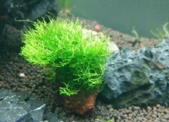植物常识问题|苔鲜怎么养护兰花越长越旺