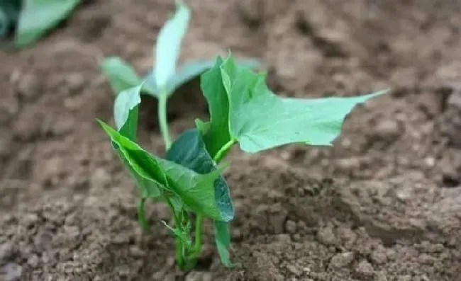 植物常识问题|晴天可以种红薯吗（红薯苗现在的温度可以移栽吗）