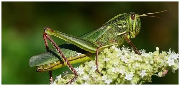 蝗虫简介 | 农业答疑