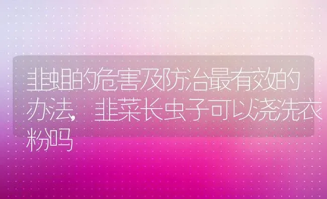 韭蛆的危害及防治最有效的办法,韭菜长虫子可以浇洗衣粉吗 | 养殖常见问题