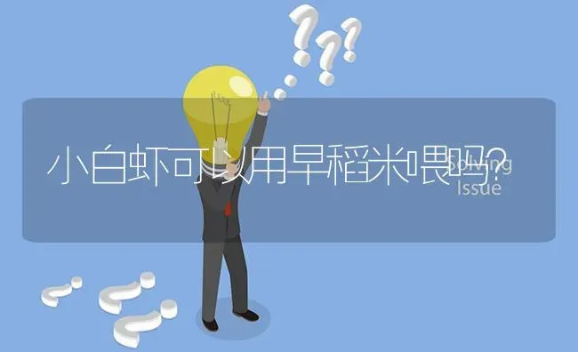 小白虾可以用早稻米喂吗? | 养殖问题解答