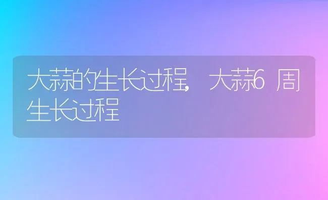 大蒜的生长过程,大蒜6周生长过程 | 养殖常见问题