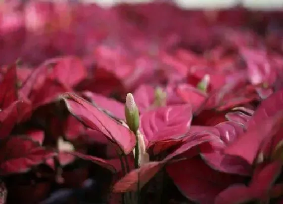 植物常识问题|吉利红的风水禁忌及作用 放在哪里可以旺财