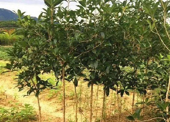 植物常识问题|家有2棵桂花树不吉利吗 家门口种两棵桂花树好不好