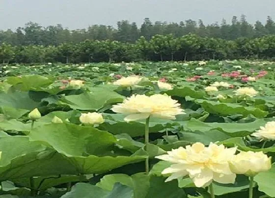 植物常识问题|夏季有哪些花会开放 夏天盛开的12种最美花卉