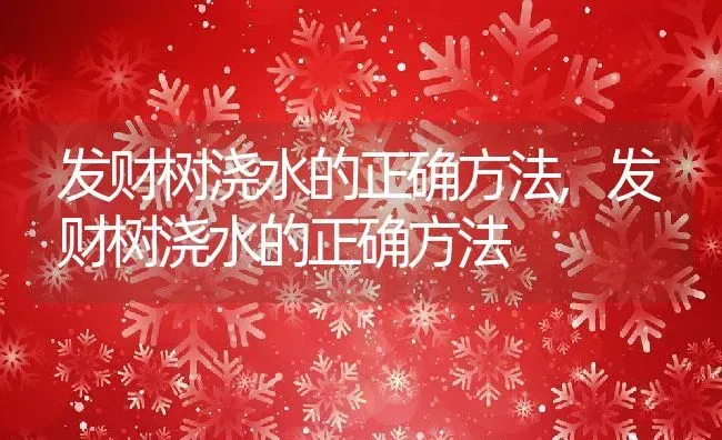 发财树浇水的正确方法,发财树浇水的正确方法 | 养殖常见问题