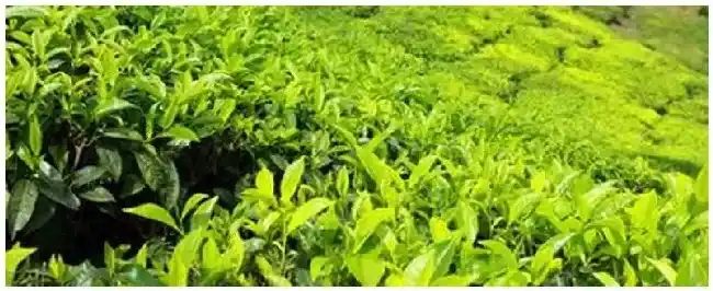 湄潭产什么茶 | 三农答疑