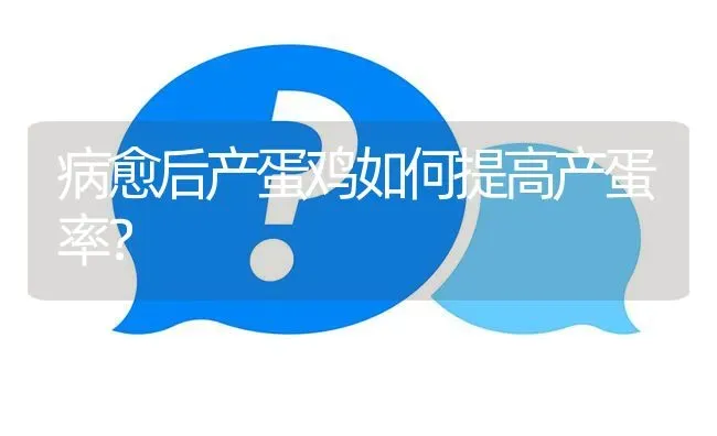 病愈后产蛋鸡如何提高产蛋率? | 养殖问题解答