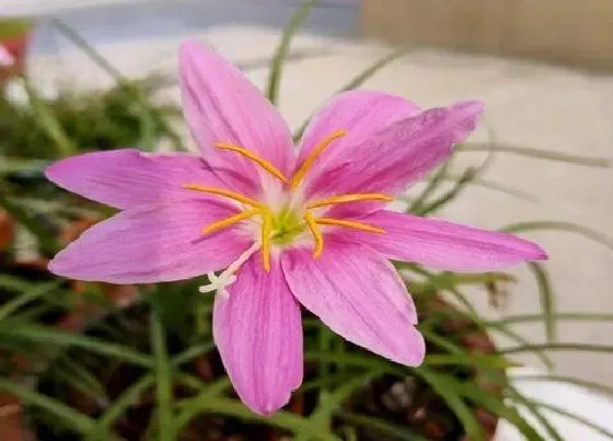 植物常识问题|好看的花有哪些品种（什么花卉品种最好看又好养推荐）