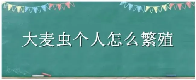 大麦虫个人怎么繁殖 | 农业答疑