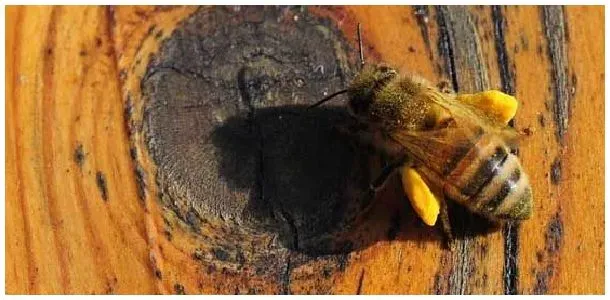 养蜜蜂的风险有哪些？ | 农业答疑