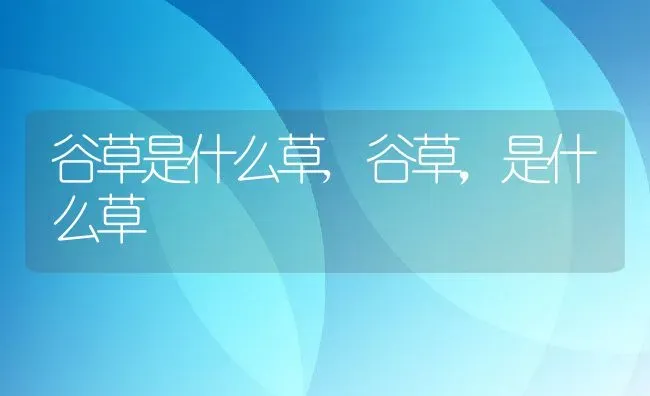 谷草是什么草,谷草，是什么草 | 养殖常见问题