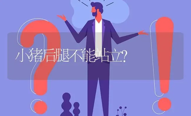 小猪后腿不能站立? | 养殖问题解答