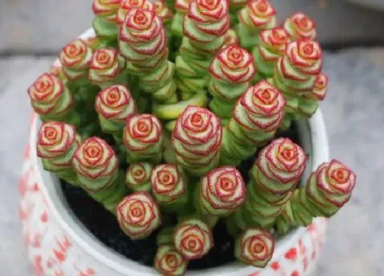 植物常识问题|怎样正确的养护好多肉钱串子