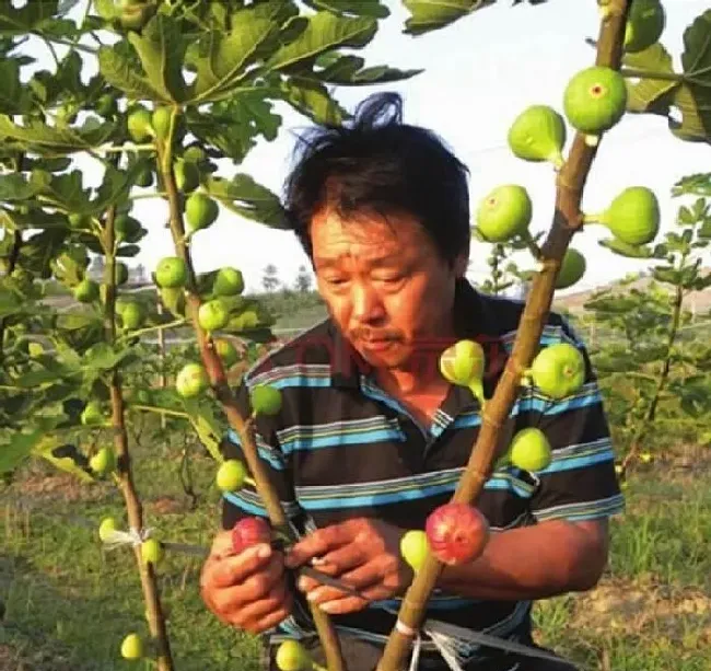 植物常识问题|无花果不结果怎么回事（无花果不结果总长叶是怎么回事）