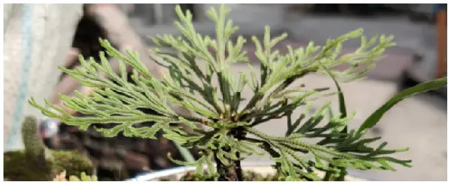 卷柏是什么植物 | 农业常识