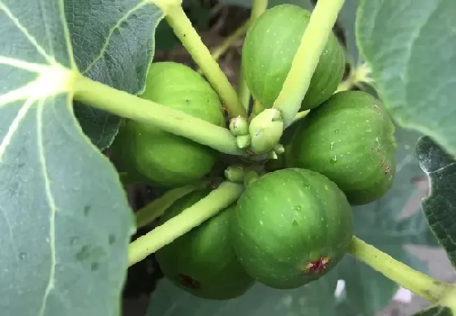 植物常识问题|无花果栽培技术与管理方法