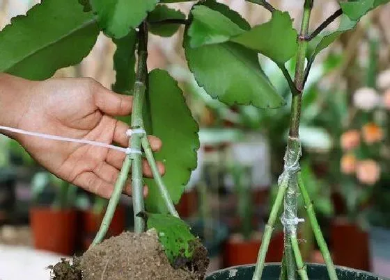 植物常识问题|落地生根嫁接长寿花的方法