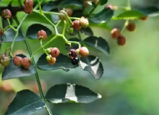 植物常识问题|蜀椒和花椒的区别