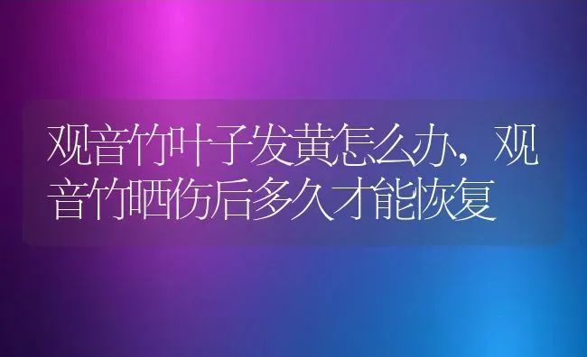 观音竹叶子发黄怎么办,观音竹晒伤后多久才能恢复 | 养殖常见问题