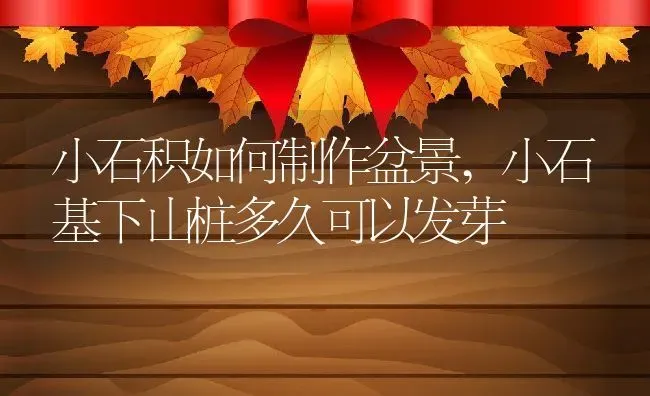 小石积如何制作盆景,小石基下山桩多久可以发芽 | 养殖常见问题