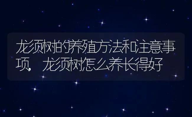 龙须树的养殖方法和注意事项,龙须树怎么养长得好 | 养殖常见问题