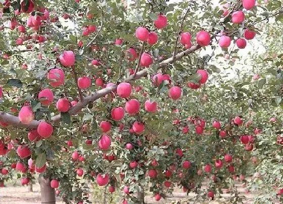 植物常识问题|苹果品种排名 有多少品种