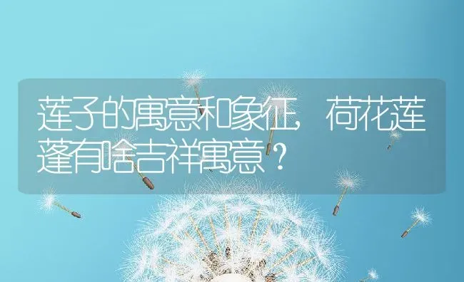 莲子的寓意和象征,荷花莲蓬有啥吉祥寓意？ | 养殖常见问题