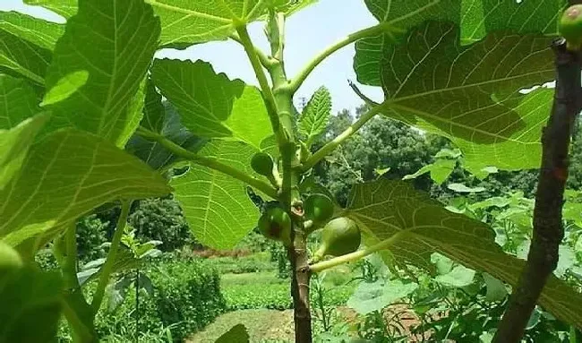 植物常识问题|无花果栽培技术与管理方法