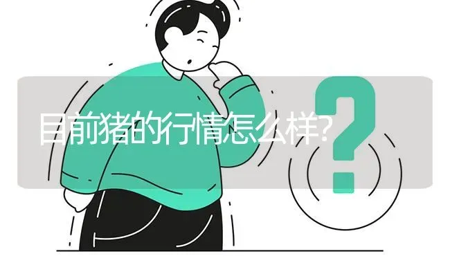 目前猪的行情怎么样? | 养殖问题解答