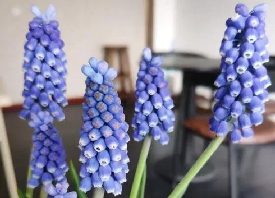 植物常识问题|风信子如何养护可以多次开花
