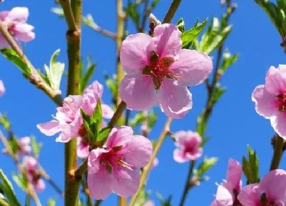 植物常识问题|桃花有几个花瓣 花瓣像什么形状