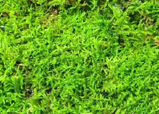 植物常识问题|苔鲜怎么养护兰花越长越旺