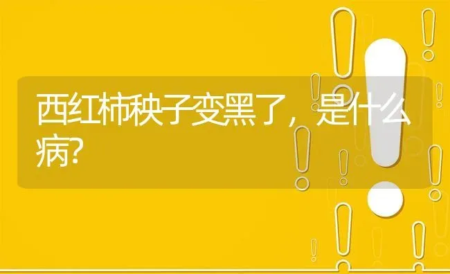 西红柿秧子变黑了,是什么病? | 养殖问题解答