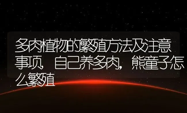 多肉植物的繁殖方法及注意事项,自己养多肉，熊童子怎么繁殖 | 养殖常见问题