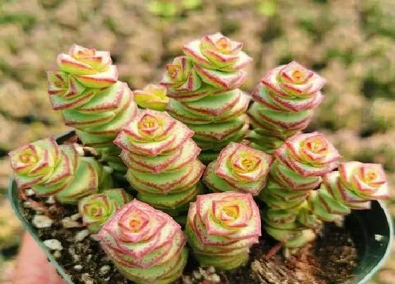 植物常识问题|怎样正确的养护好多肉钱串子