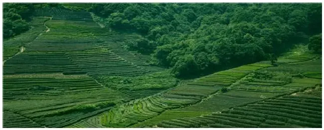 山区种植什么好 | 科普知识