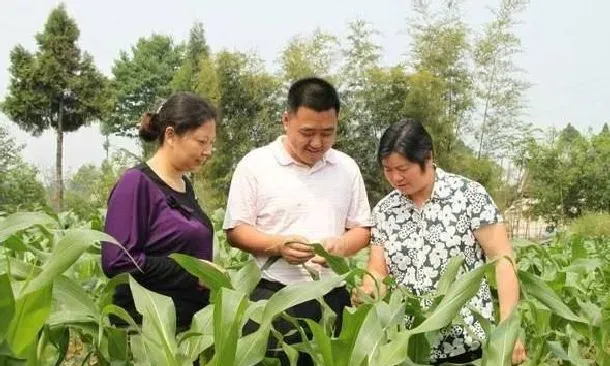 植物常识问题|玉米主要病虫害的病症及防治措施（种玉米注意什么病虫害）
