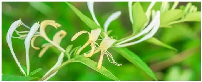 药材规模化种植的几个常见误区 | 农业答疑