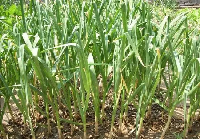 植物常识问题|大蒜根部腐烂什么原因造成（种的大蒜发生烂根怎么回事）