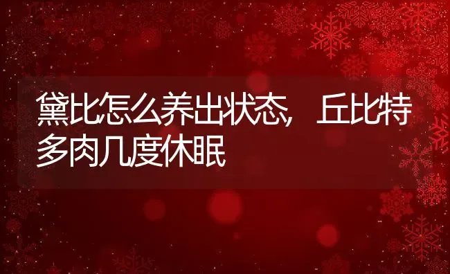 黛比怎么养出状态,丘比特多肉几度休眠 | 养殖常见问题