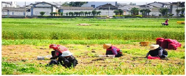 大蒜种植行距株距是多少 | 科普知识