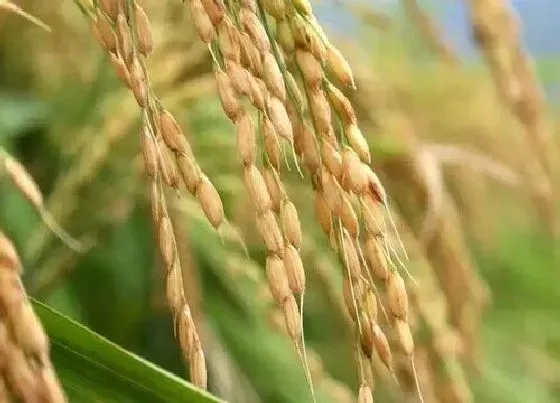 植物常识问题|水稻什么时候收割