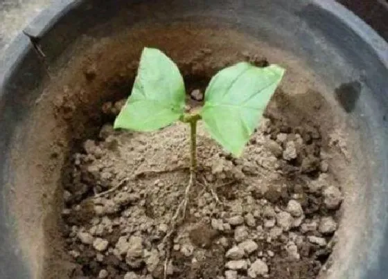 植物常识问题|茉莉花如何扦插成活率高