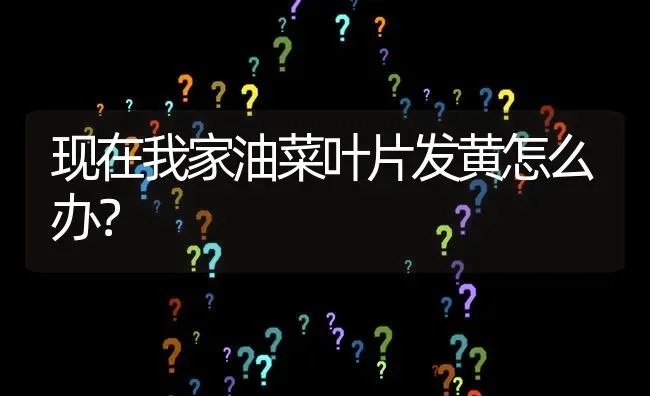 现在我家油菜叶片发黄怎么办? | 养殖问题解答