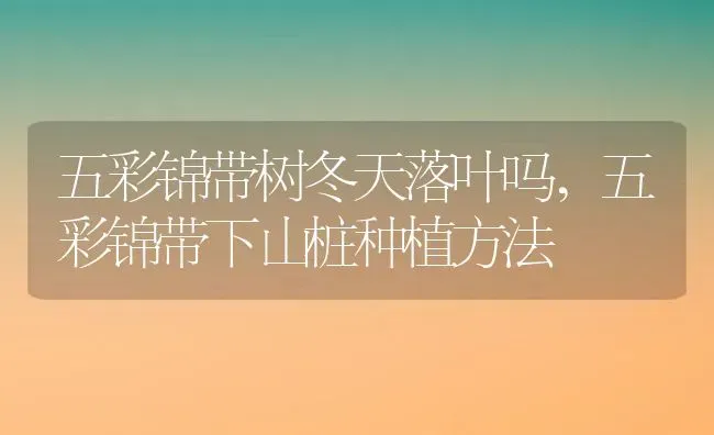 五彩锦带树冬天落叶吗,五彩锦带下山桩种植方法 | 养殖常见问题