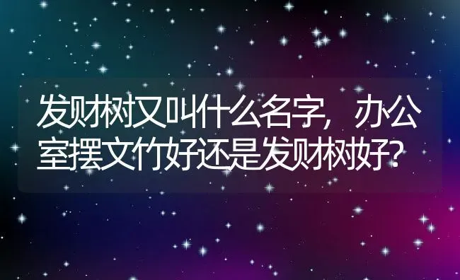 发财树又叫什么名字,办公室摆文竹好还是发财树好？ | 养殖常见问题