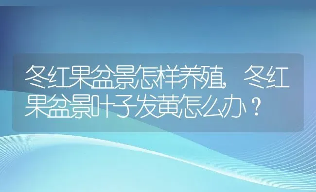 冬红果盆景怎样养殖,冬红果盆景叶子发黄怎么办？ | 养殖常见问题