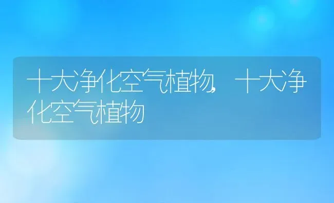 十大净化空气植物,十大净化空气植物 | 养殖常见问题